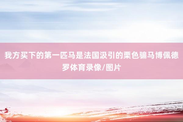我方买下的第一匹马是法国汲引的栗色骟马博佩德罗体育录像/图片